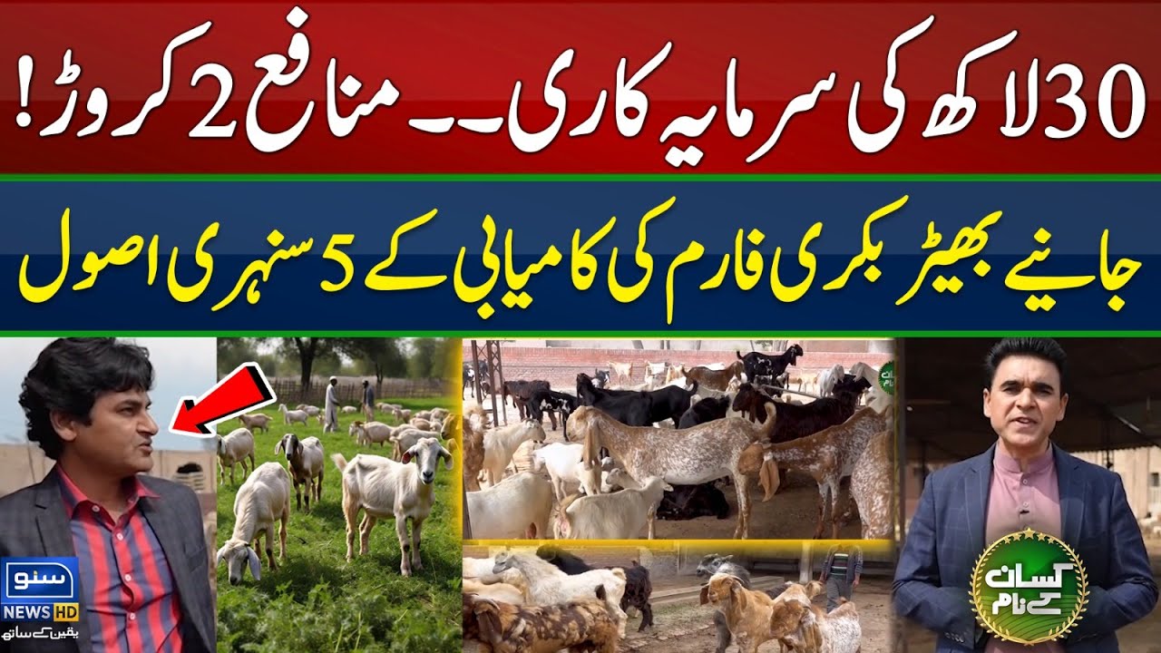 Commercial sheep goat farming in Pakistan | critical areas of goat farming | Kissan Kay Naam | EP56