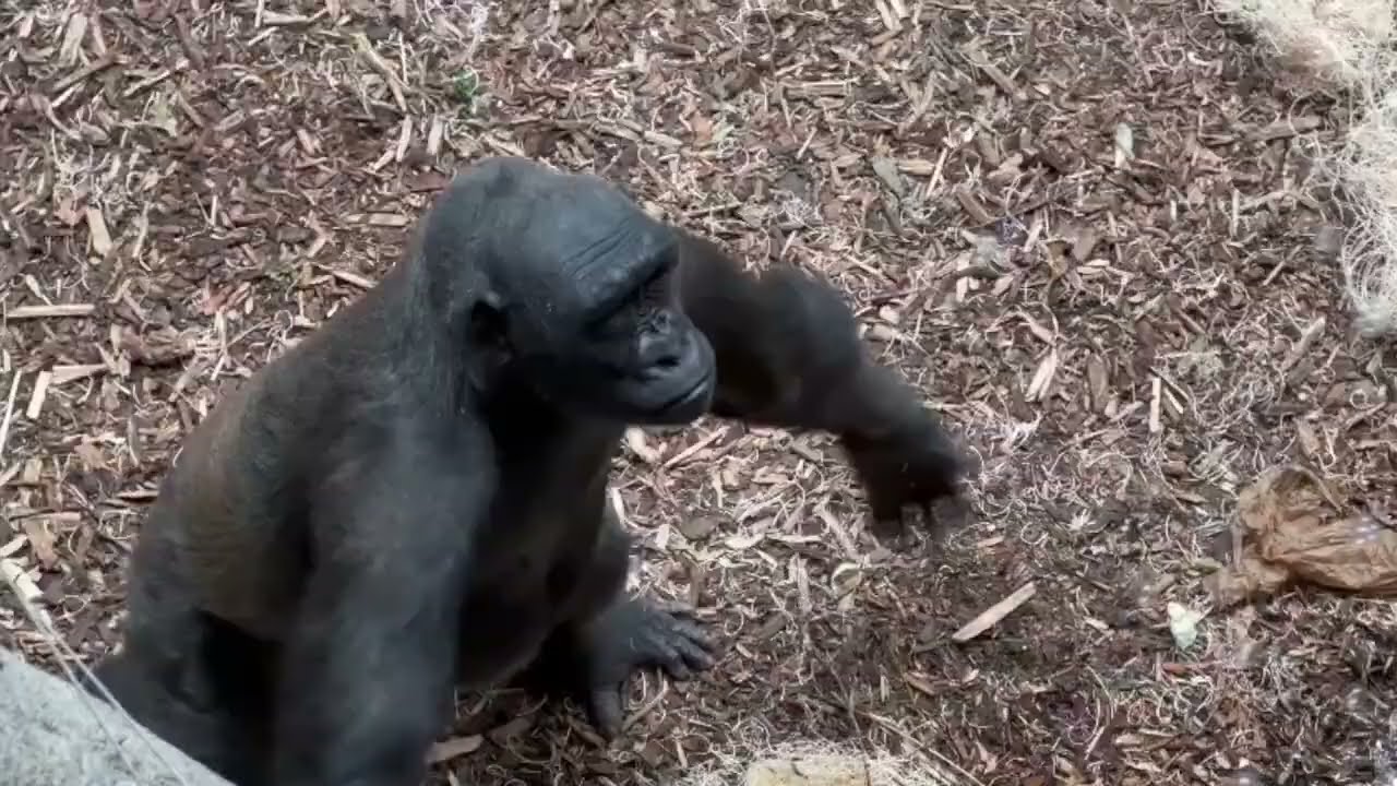 Western Lowland Gorilla Bubble Enrichment