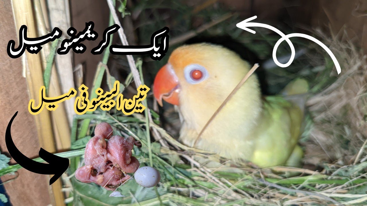 Love birds breeding tips and breeding progress