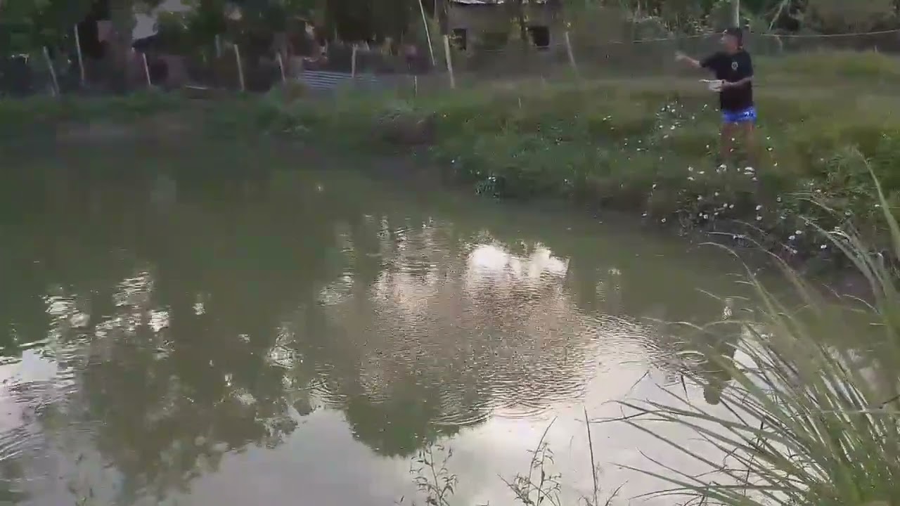 Feeding catfish in the farm