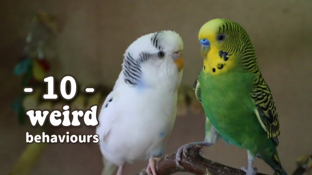 Weird Combination Of Budgie Behavior That too 10