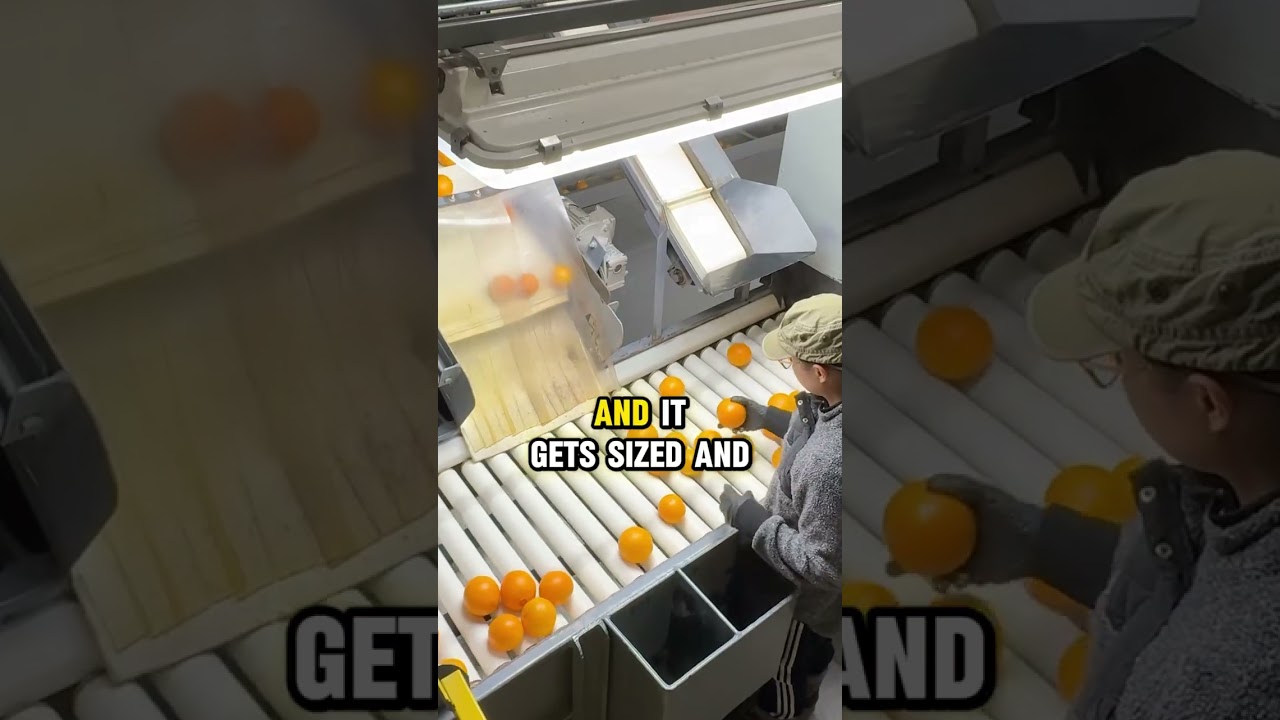 Where citrus makes its final stop before heading to your table