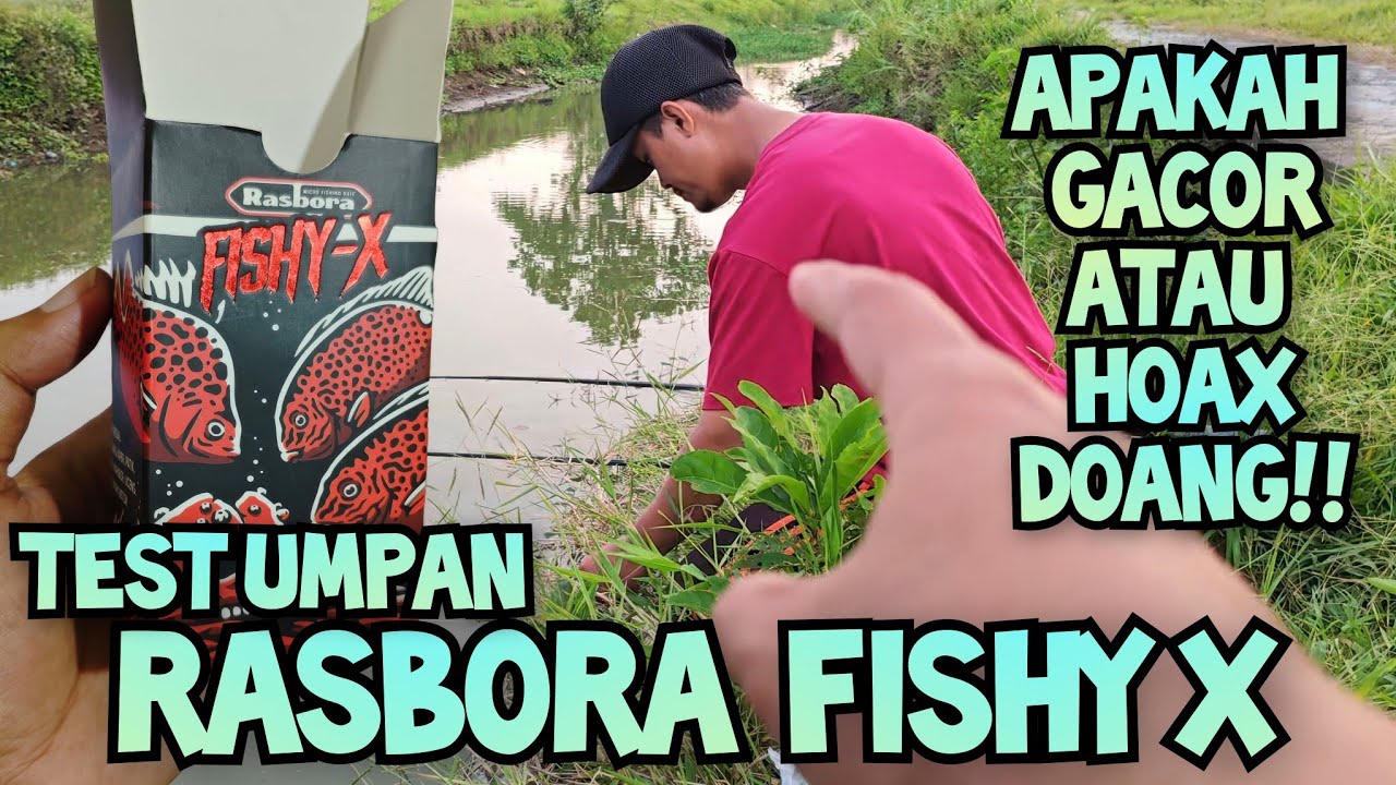 TEST UMPAN RASBORA FISHY X APAKAH SESUAI EKSPEKTASI