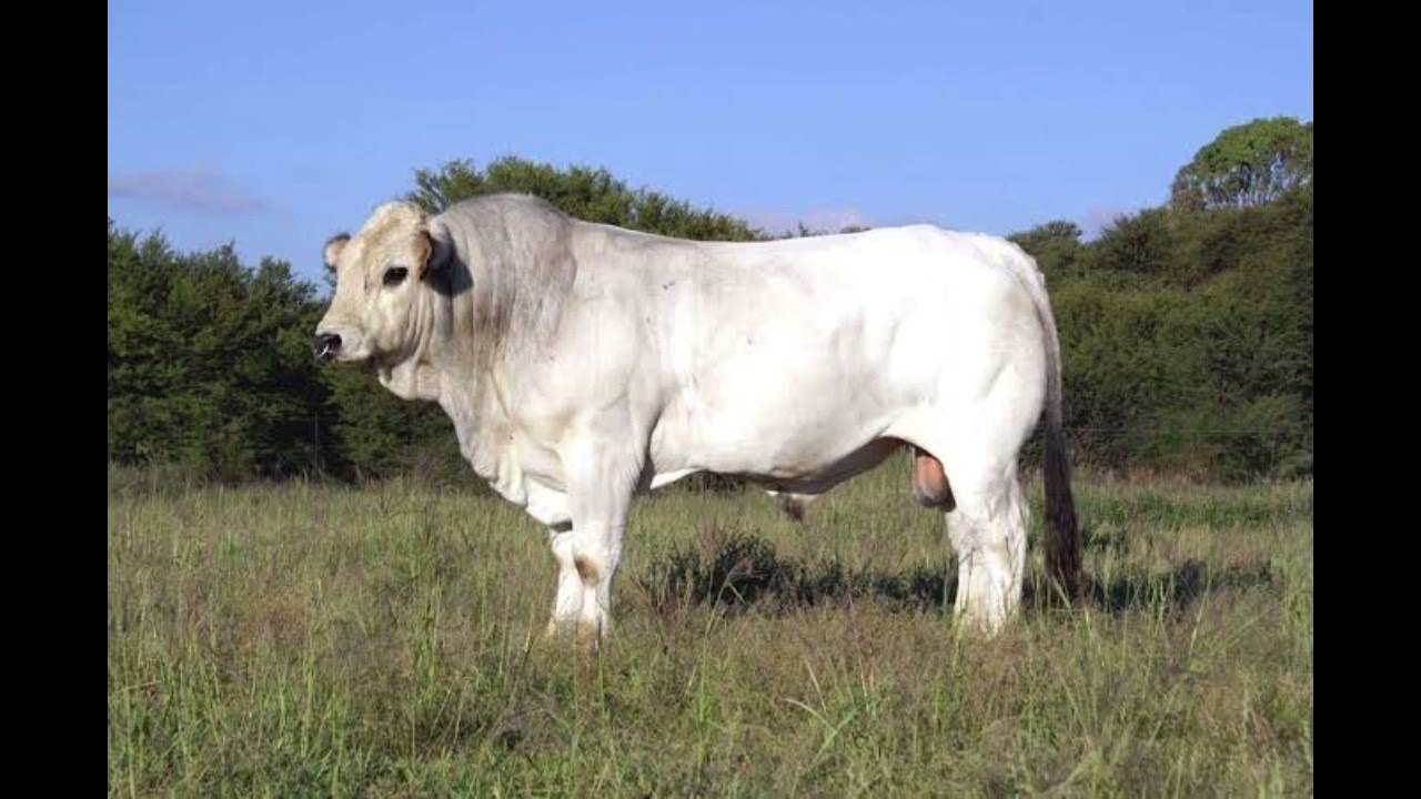 Romagnola Cattle - Interesting Facts