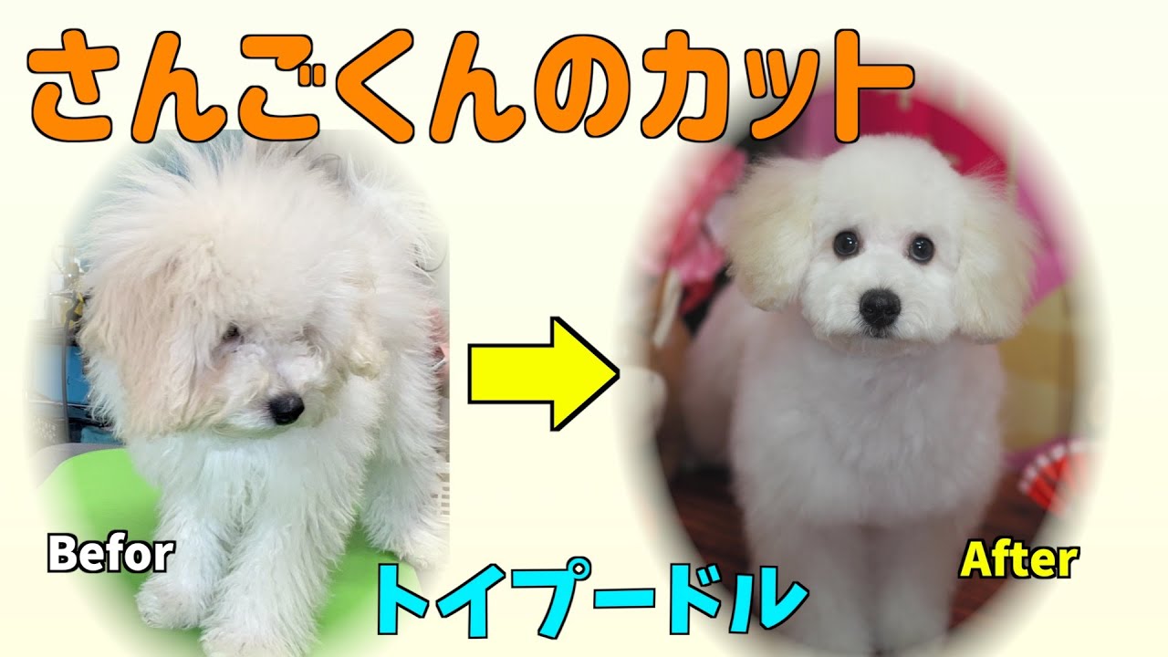 さんごくんのカット