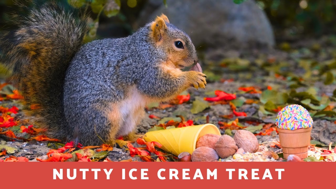 Nutty Ice Cream treat 