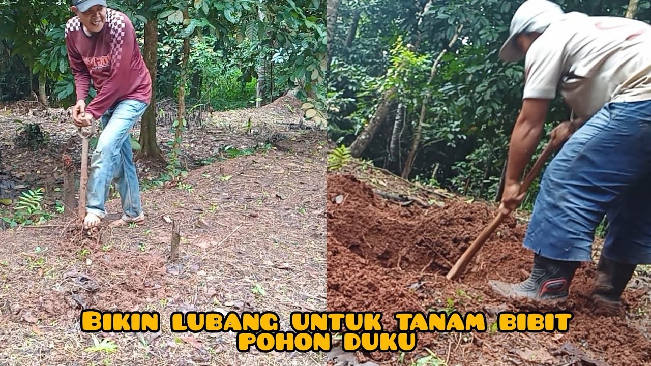 Aktivitas di desa sebelum puasa, bikin lubang untuk tanam bibit pohon duku