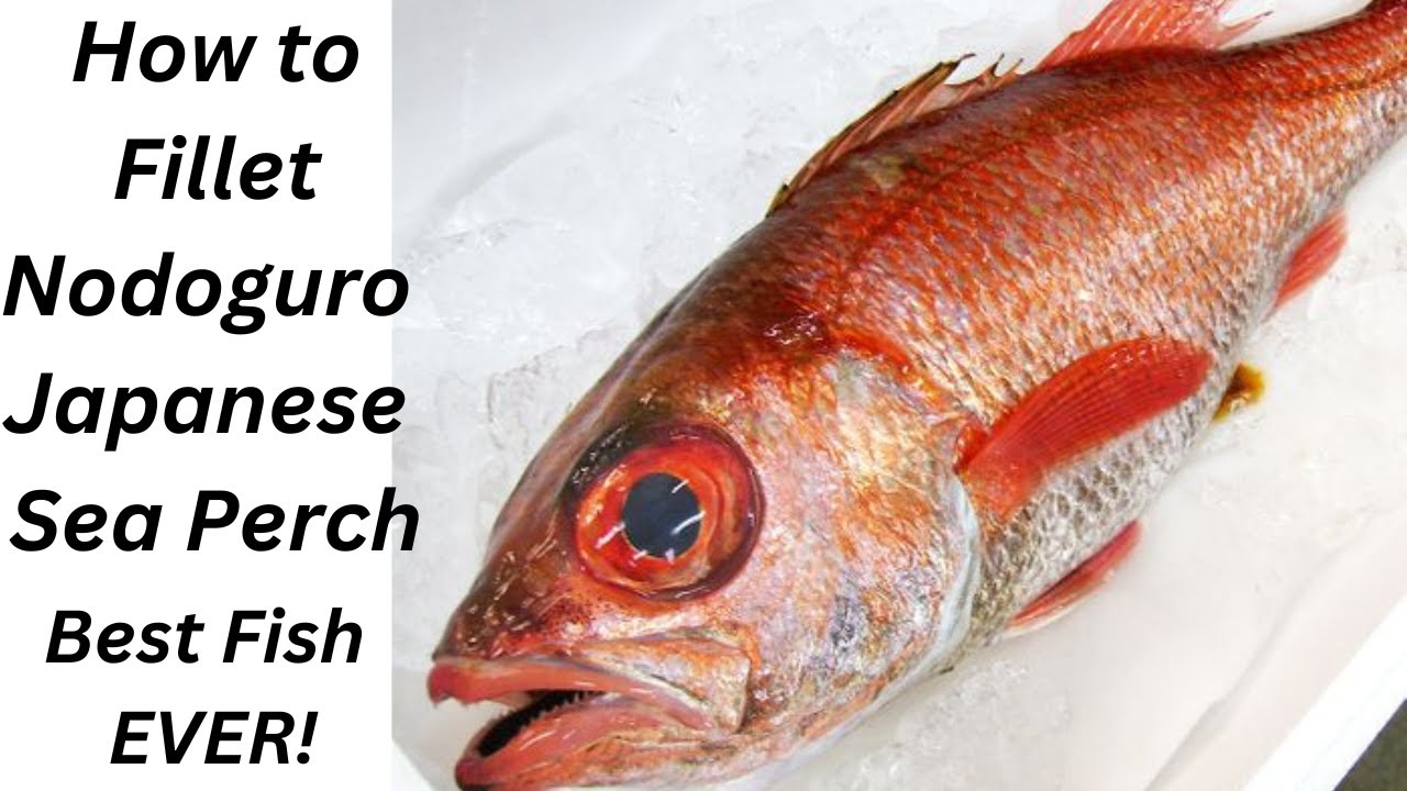 How to Fillet nodoguro Japanese Sea Perch