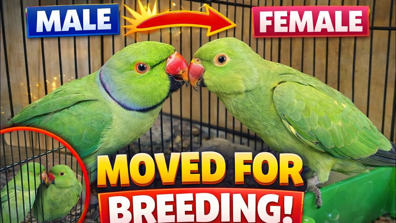 Ringneck Parrots Ki Breeding Ki Tyari Shuru