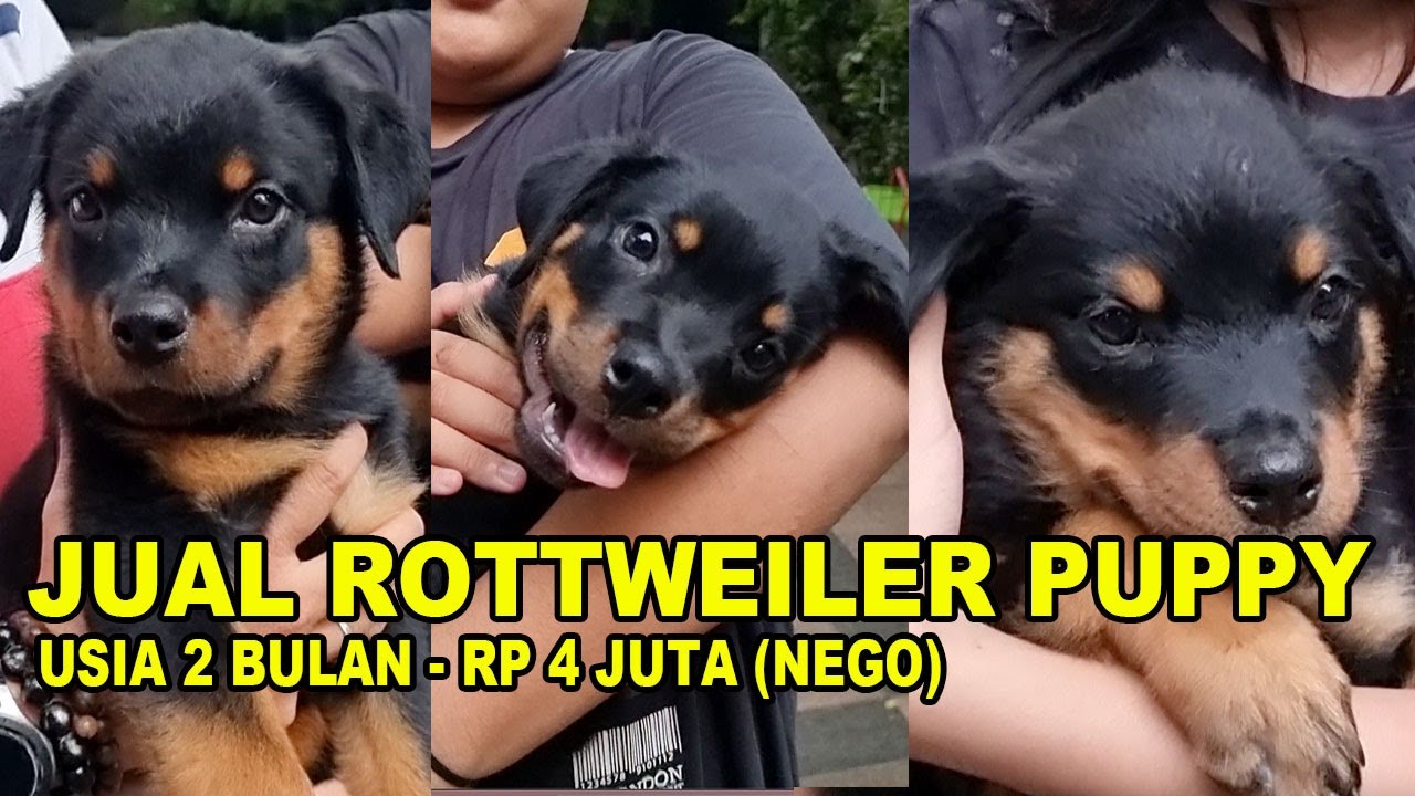 Jual Puppy Rottweiler Harga Rp.4Juta Nego - Usia 2 Bulan