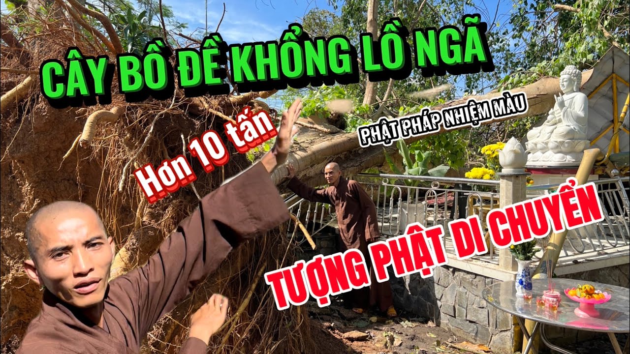 Tin Nóng: Phật Dược Sư hiển linh khi cây Bồ Đề khổng lồ đổ ngã ngay tượng Phật mà ko chạm được Ngài