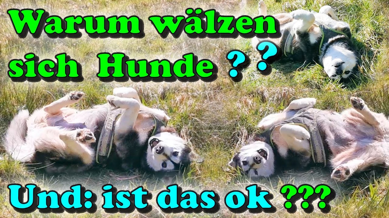 Warum w&auml;lzen sich Hunde ? Sollte ich das W&auml;lzen abgew&ouml;hnen? Ist W&auml;lzen generell gut oder schlecht ?🤔