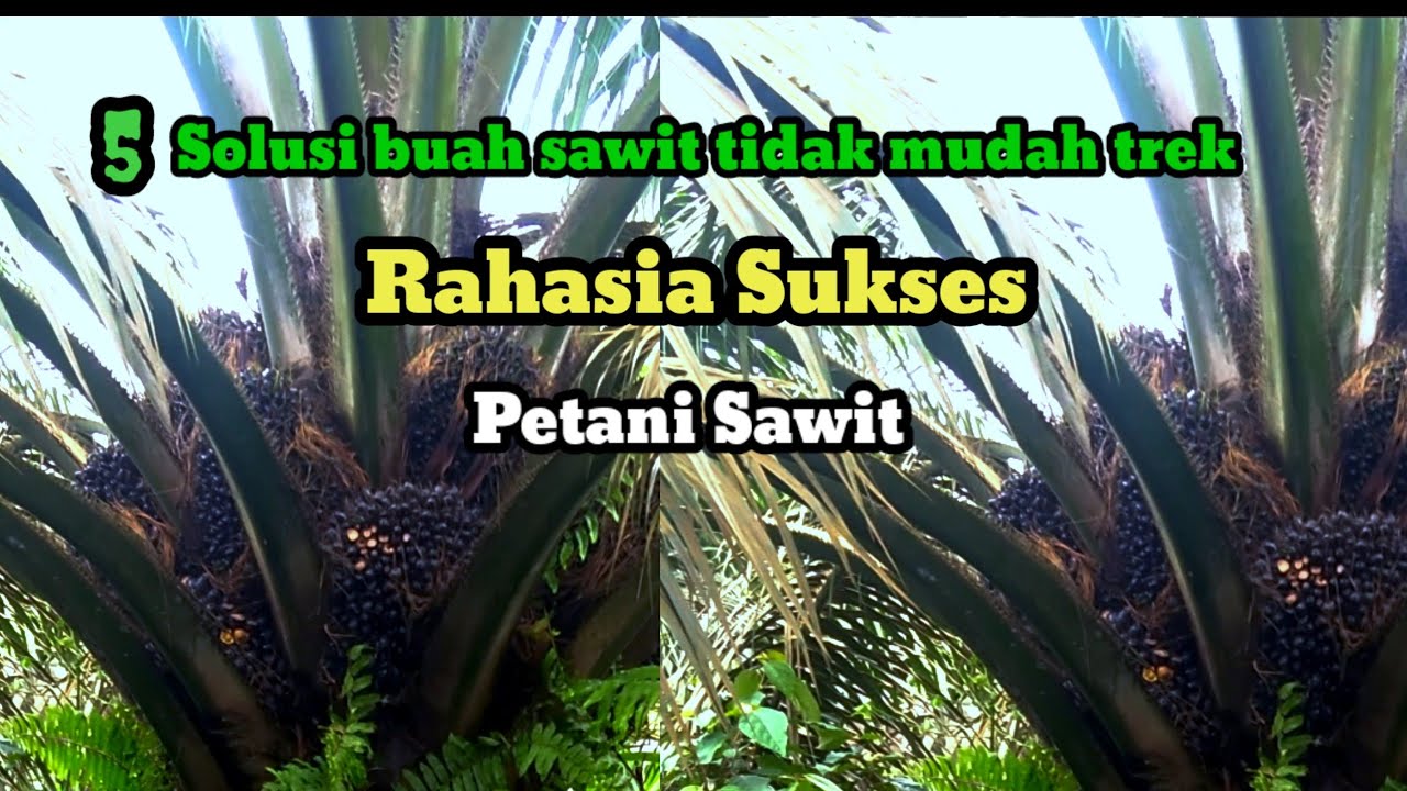 CARA MENGATASI BUAH SAWIT TREK