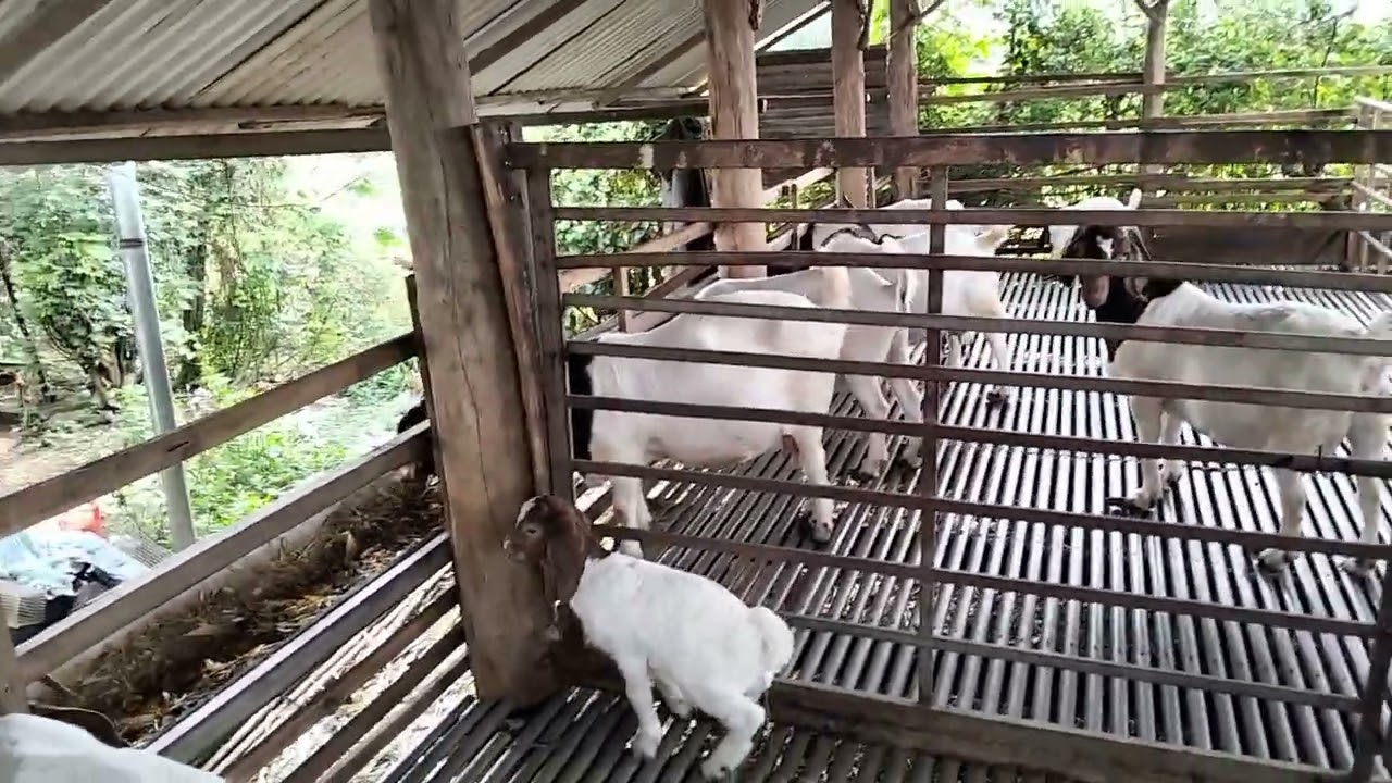 Khởi Nghiệp 20 Dê Sinh Sản Cần Bao Nhiêu Vốn?
