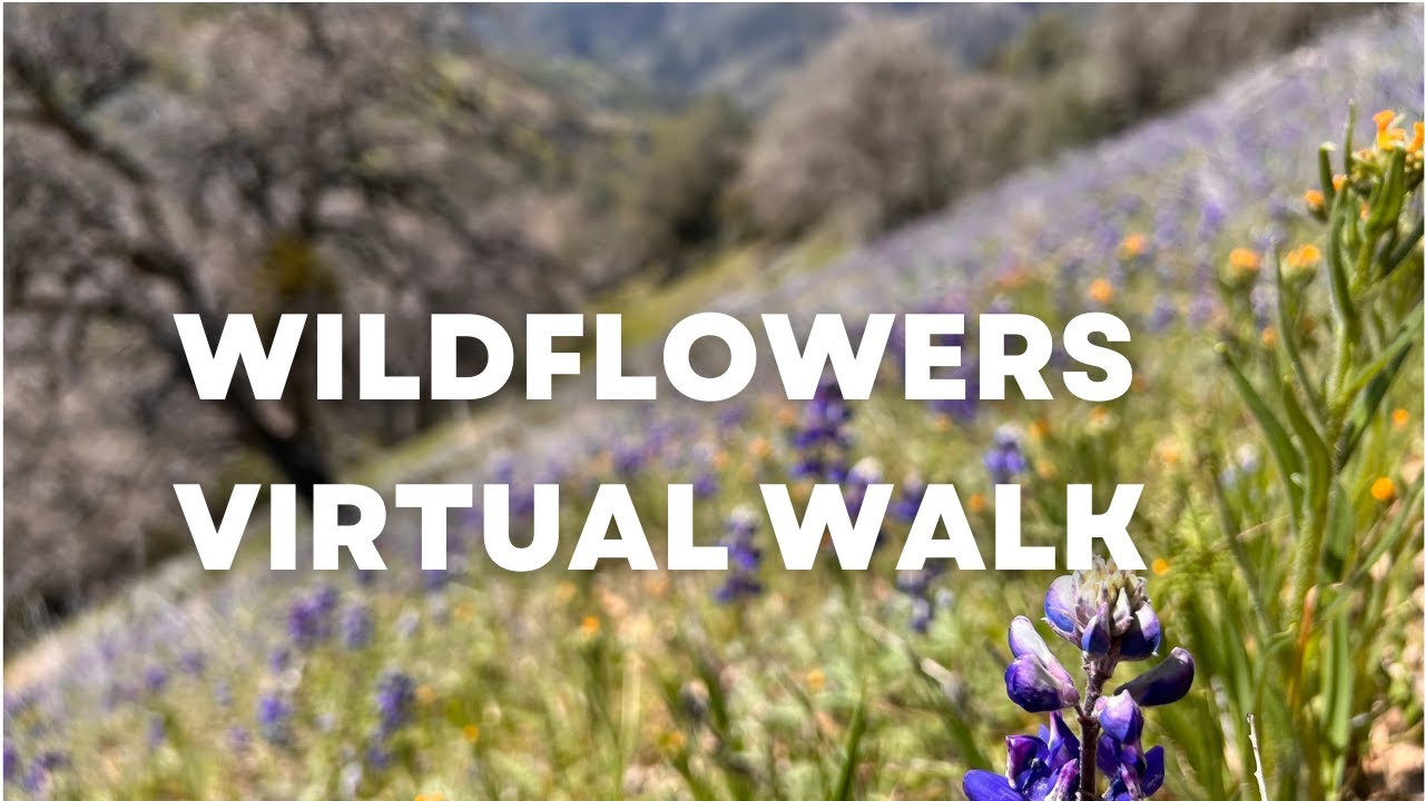 Virtual Hike Through a Field of Wildflowers in 4K