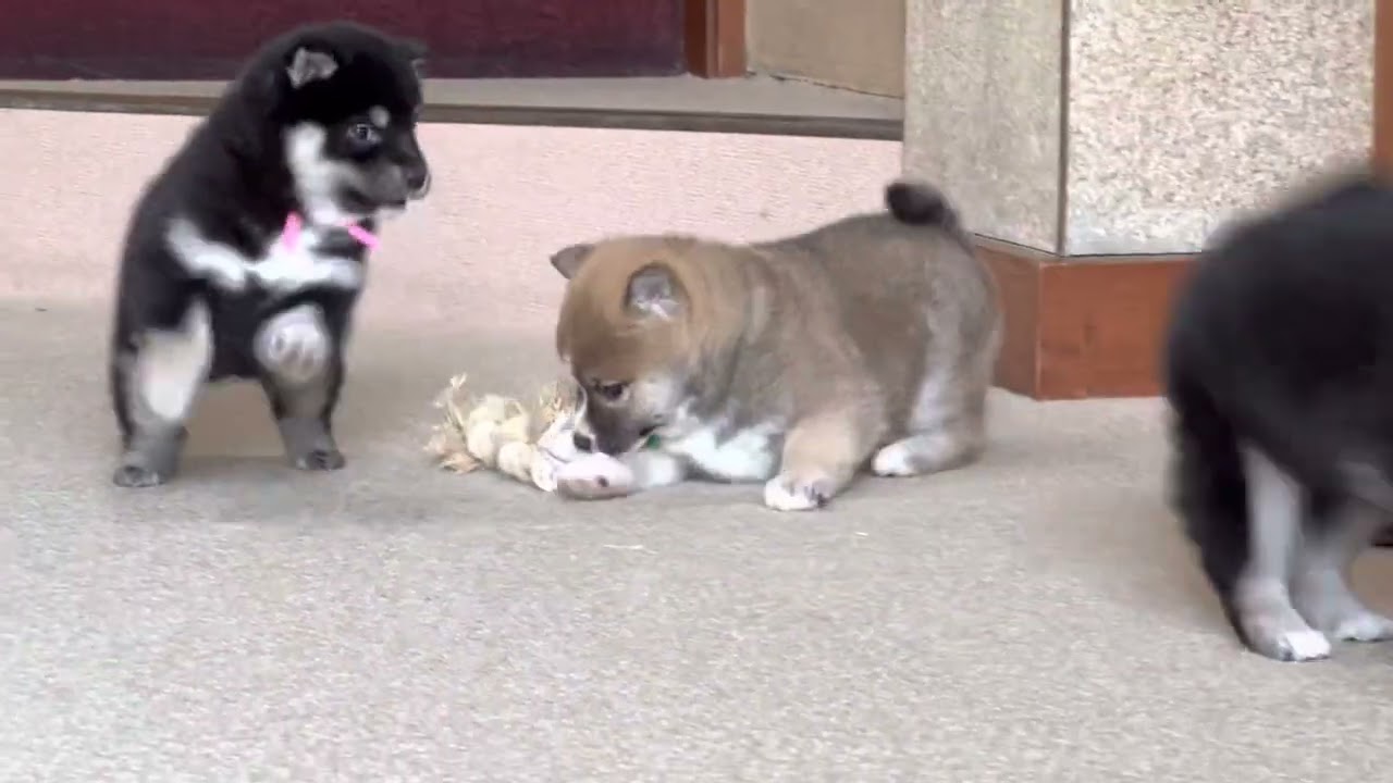 癒しの柴ちゃん、2023.1.14生まれのジェリーの子犬達、可愛さ爆発！　柴犬ブリーダー紀伊静火荘