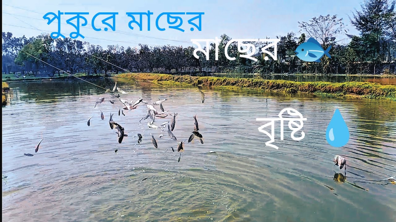 পুকুরে মাছ ছাড়লাম চাঙ্গা মেরে😁