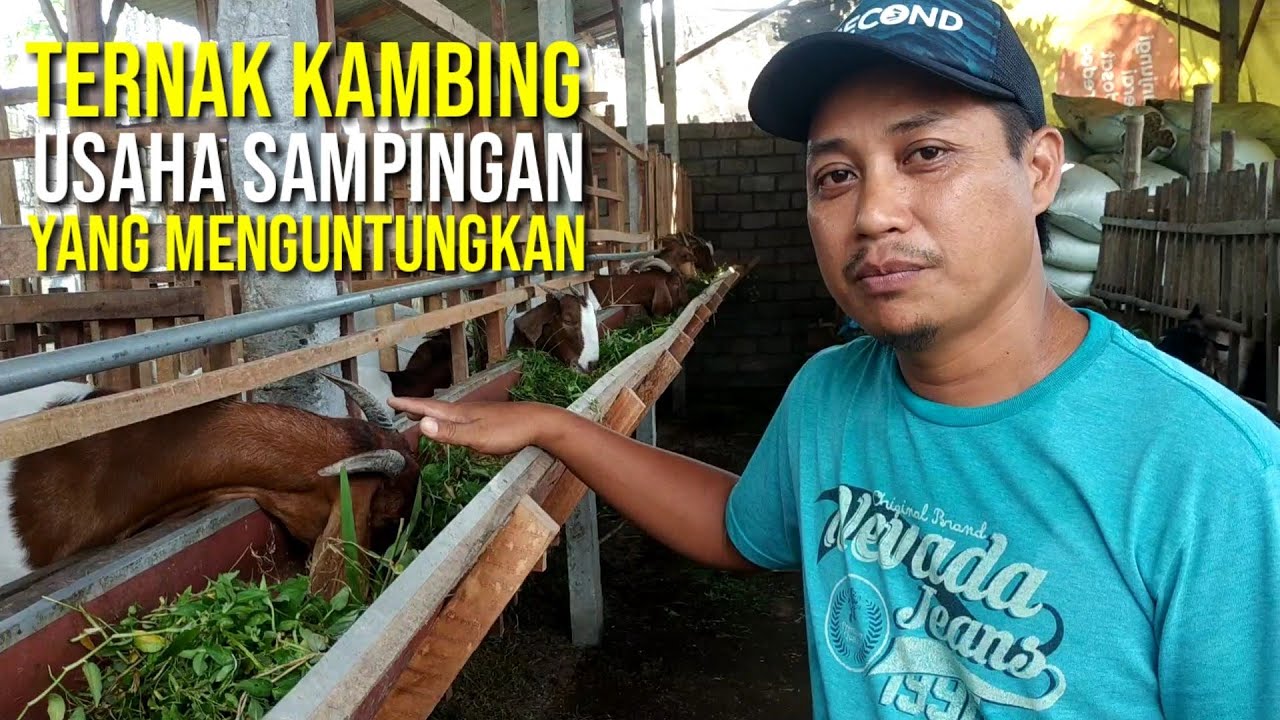 Usaha Sampingan Ternak Kambing Boer | Sahabat Sapi Dolan Kandang