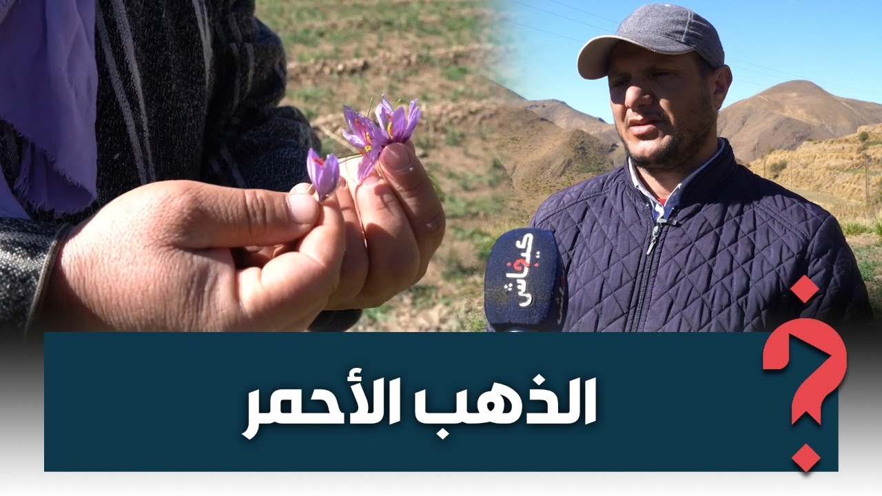 الذهب الأحمر.. زراعة الزعفران قطاع واعد في قرية تزاخت بالأطلس الكبير