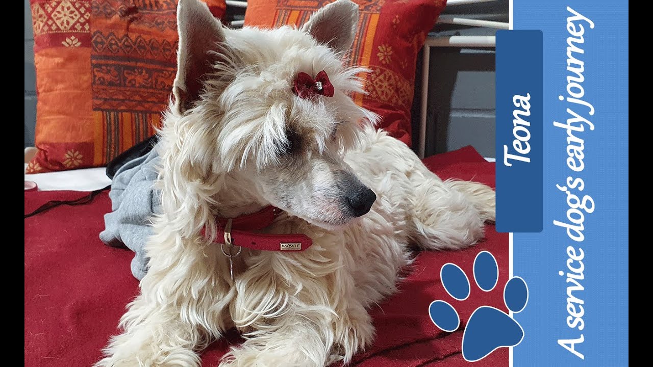 A service dog's beginnings - Chinese Crested Dog Teona