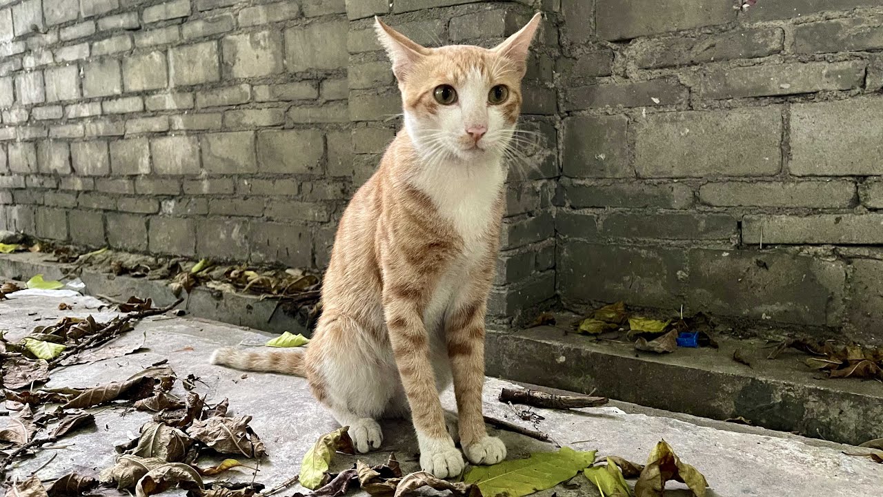 流浪母猫带着孩子被收养，公猫追上门蹲守窗外守护妻儿，不离不弃