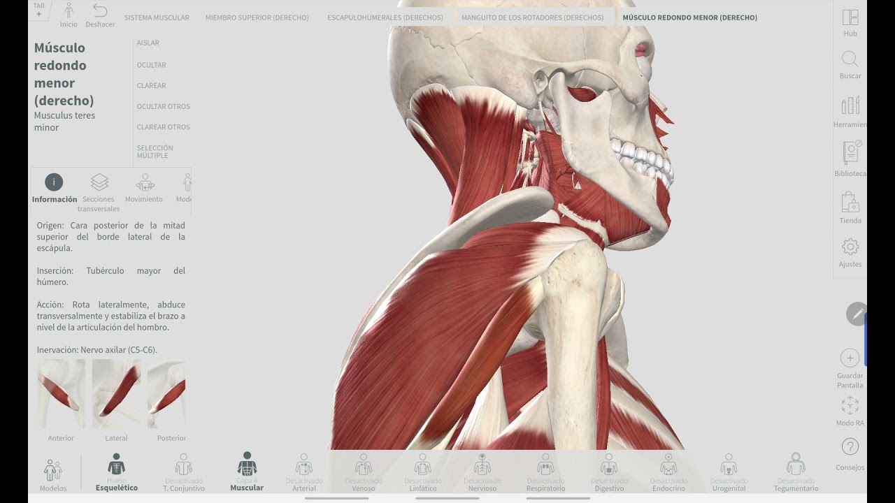 ANATOMÍA | ARTICULACIÓN DEL HOMBRO - MANGUITO DE LOS ROTADORES
