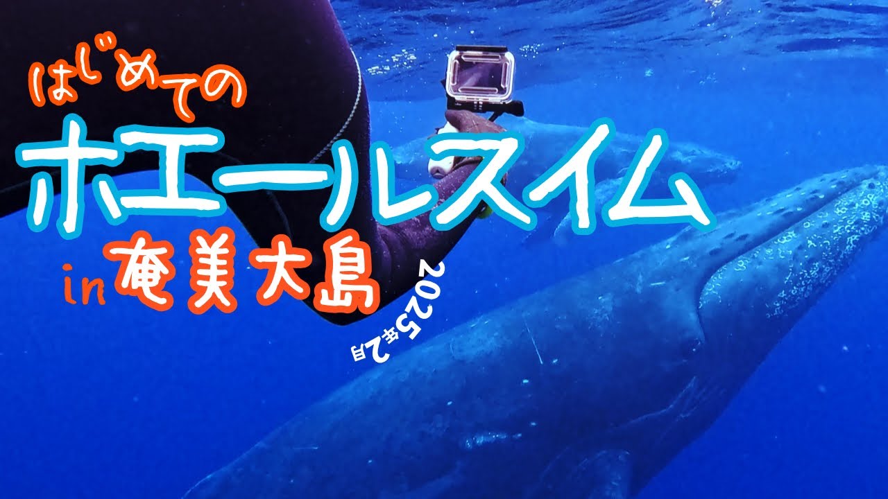 はじめてのホエールスイム in 奄美大島｜親子クジラとスイム！