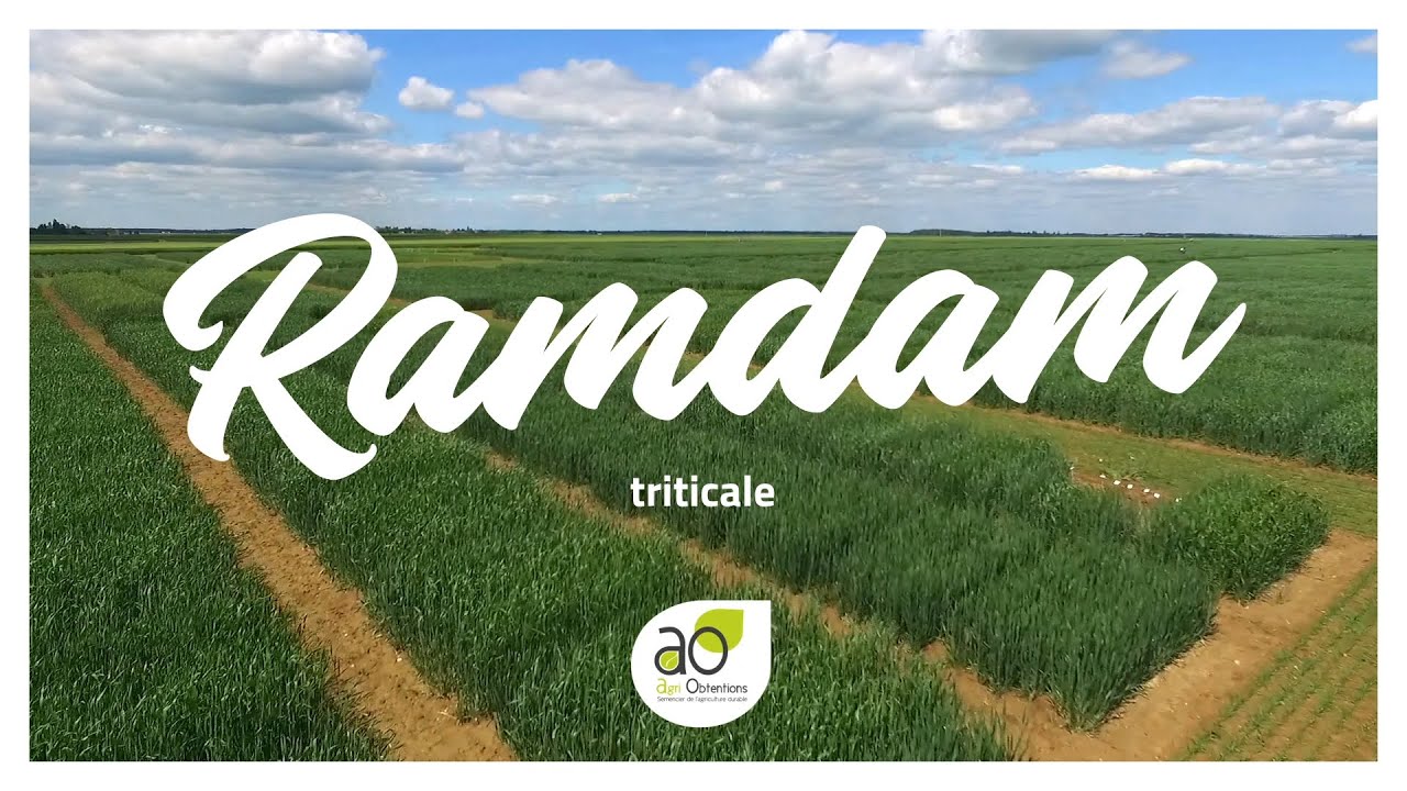 Triticale à haut rendement : Ramdam – une variété Agri Obtentions