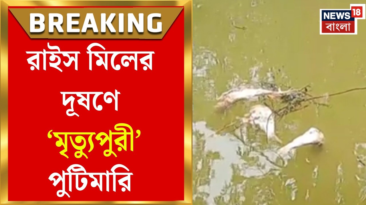 Purba Medinipur News | পুটিমারি খালে ‘বিষ-তিলক’! রাইস মিলের বর্জ্যে মাছের মড়ক | Bangla News