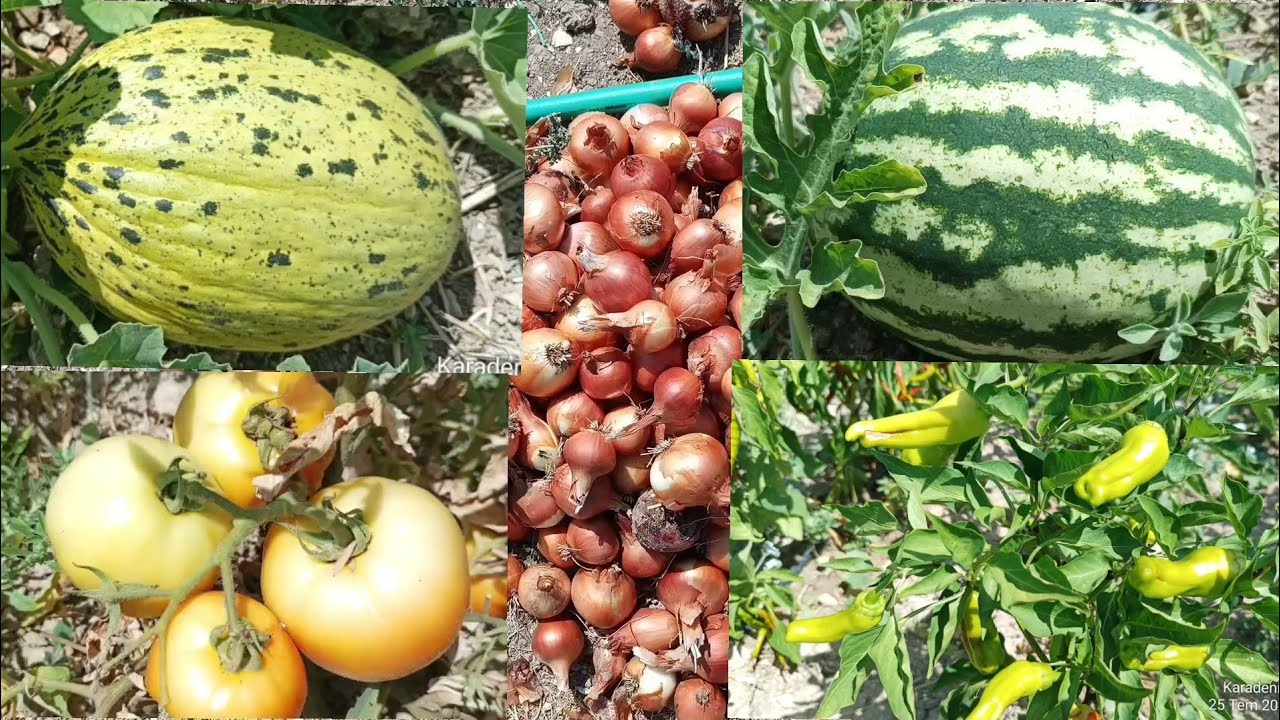 🌿 İzmir Çeşme Ovacık’ta Rizeli Recep Amcanın Çiftliğinde Doğa Masalı 🍇🌞