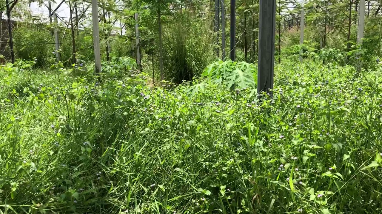 Natural Farm sound 1