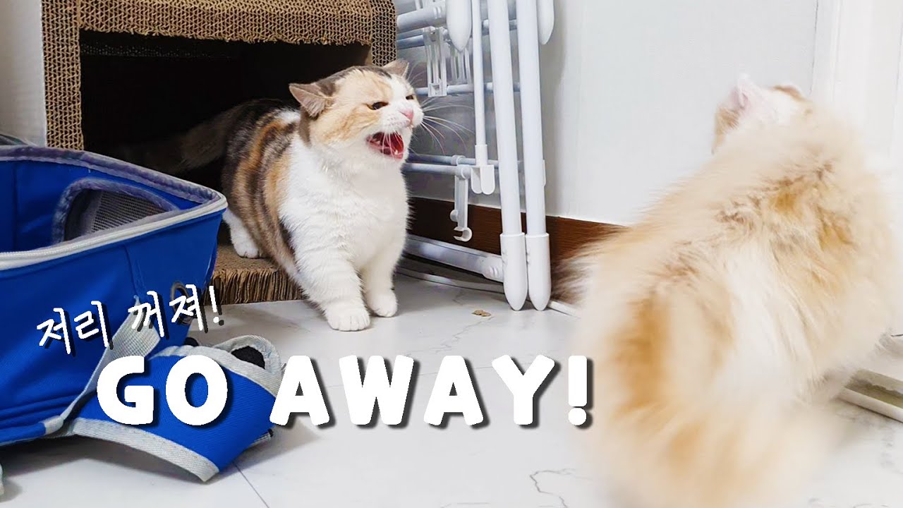 Confused Mom Cat Hisses and Attacks her Kitten