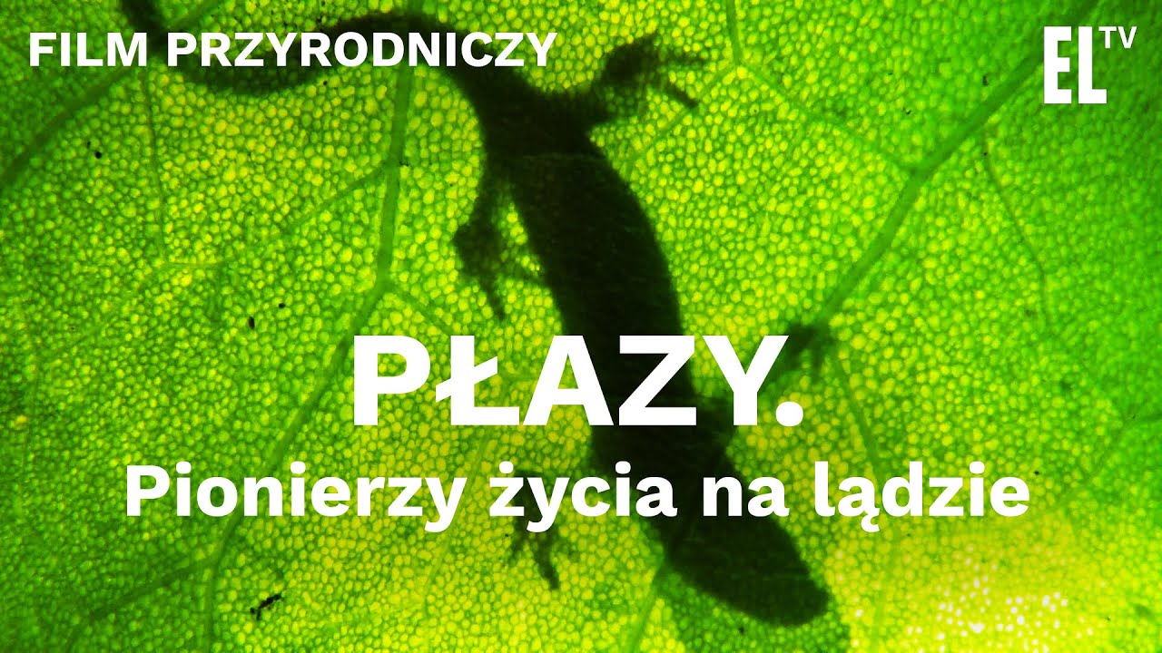 PŁAZY. Pionierzy życia na lądzie [FILM PRZYRODNICZY]