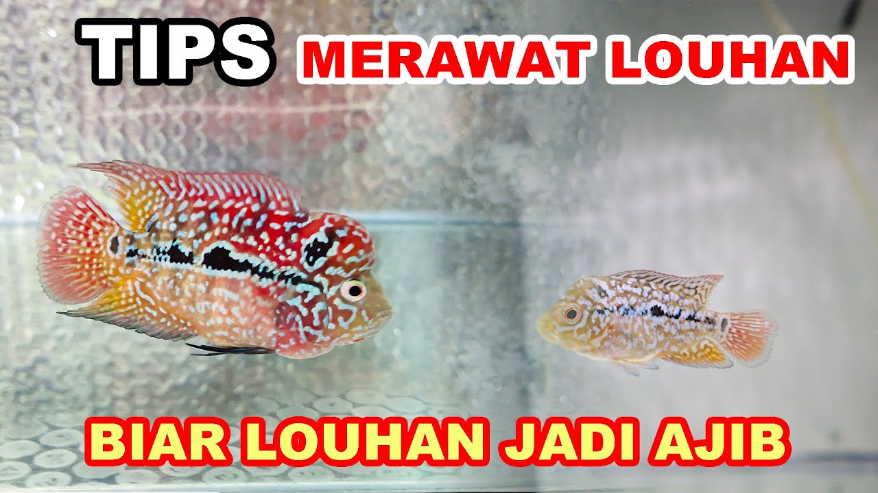 Tips Merawat Ikan Louhan Dari Kecil Sampai Besar