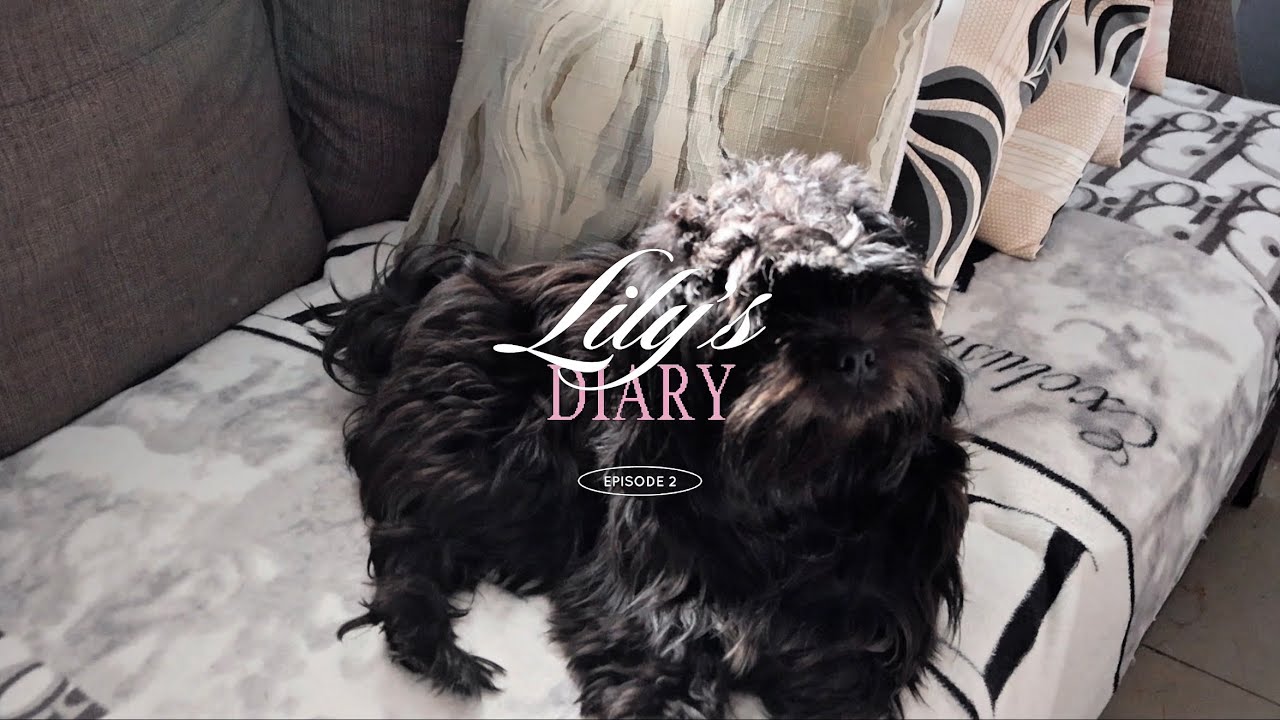 Lily’s Diary 2 | Random days, home cooked meals ^^