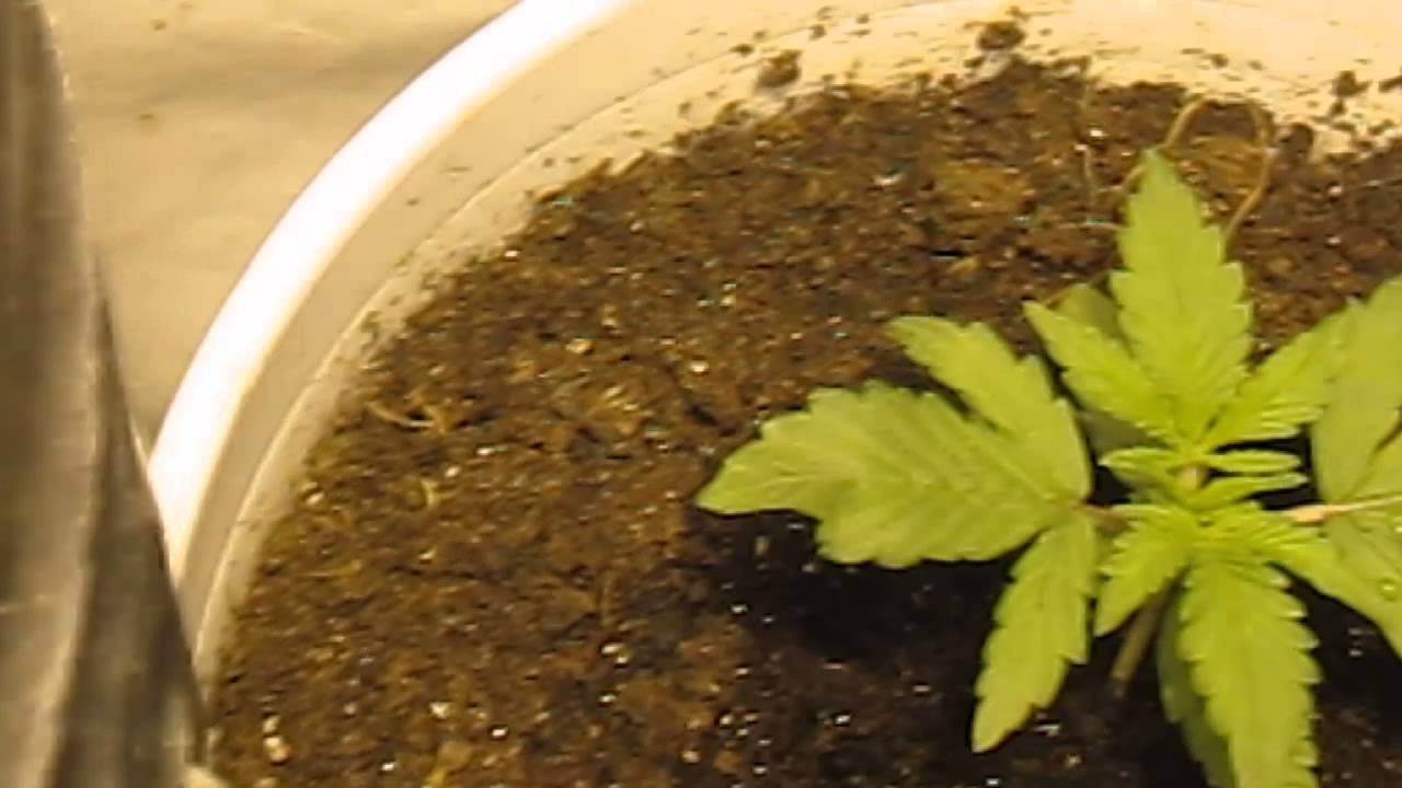 Sweet seeds, Red Poison, Dark Devill, Cream Caramel, Mix