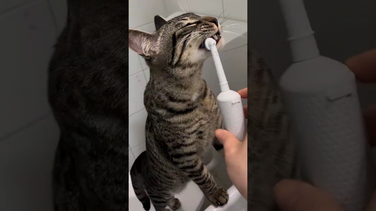 He&rsquo;s The Only Cat Who Loves Brushing Teeth 😂
