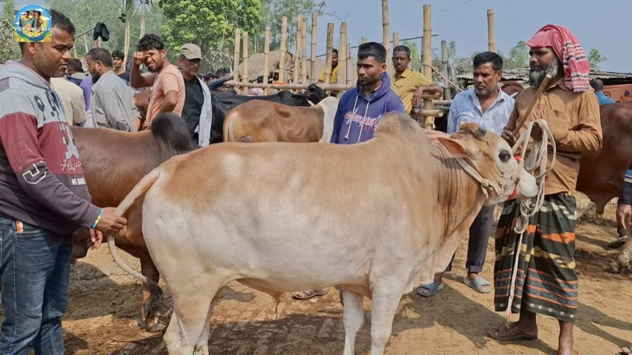 @ ২৭/২/২০২৬|| নোয়াখালীর ব্যবসায়ীর মাংসের গরু কেনা আমবাড়ী হাটে||