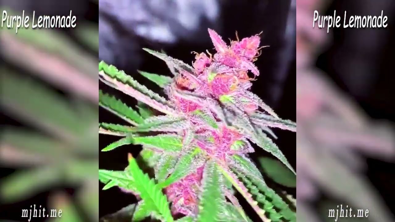 Check Out This Purple Lemonade Autoflower Cannabis Strain!