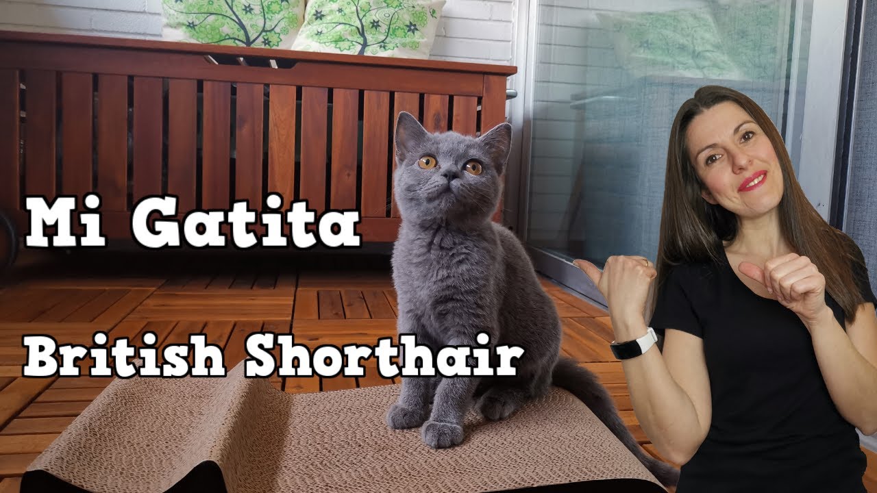 🐈Mi gatita British Shorthair 🐈