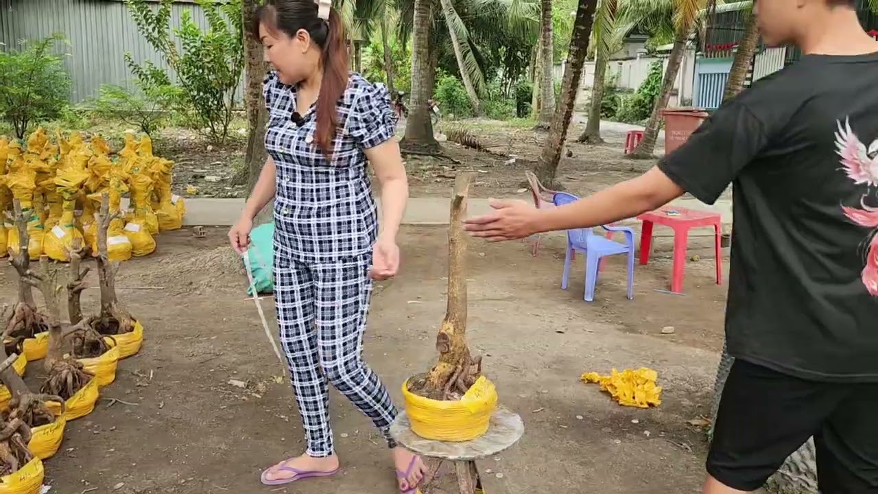 Mùng 8 Tết chị Trang 0355937917 phôi mai bonsai đẹp vip giá rẻ