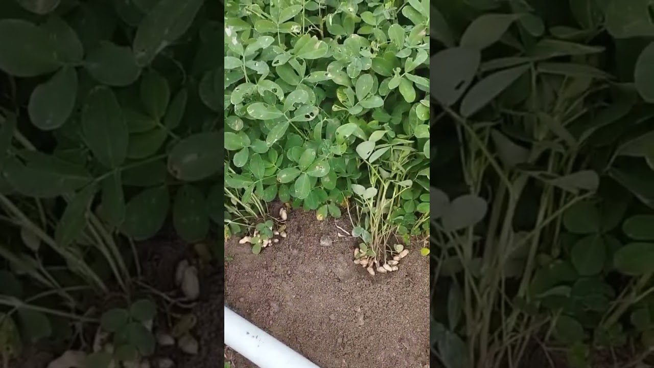 Những quả đậu phộng ú mập tại Bình Định, nằm cuộn trong đất...