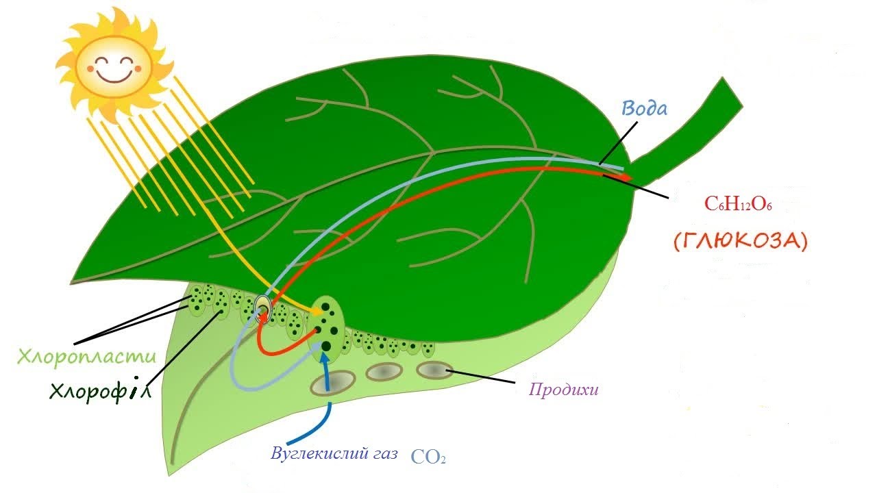 BIOLOGIYA. ATF