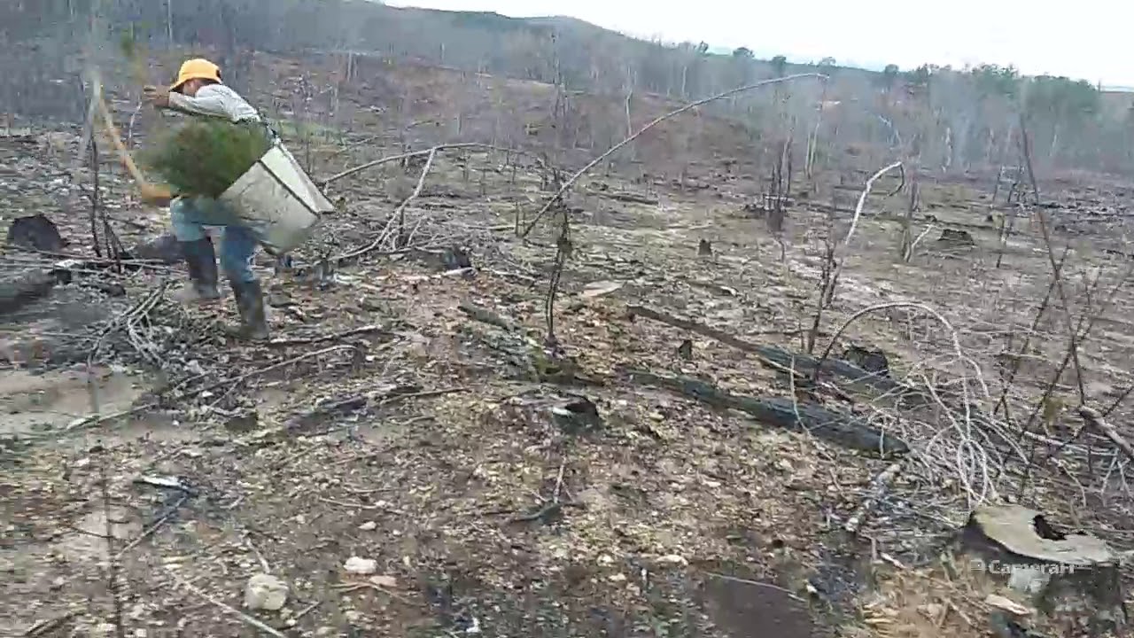 Plantando pinos en Alabama USA trabajadores de Honduras