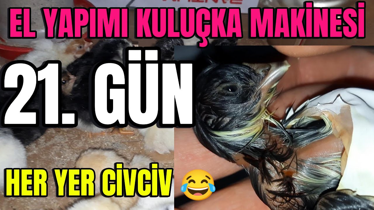 El Yapımı Kuluçka Makinesi 2025 🐣 | 21. Gün: 51 Yumurtadan 40 Civciv Çıktı! | Çıkım Devam Ediyor 🐥