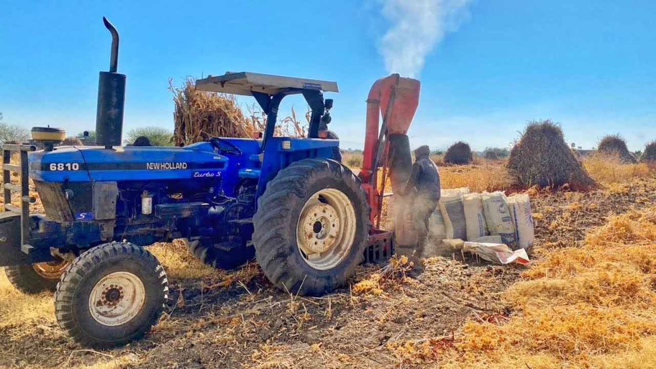 Moliendo RASTROJO con Molino. Tesoro para el ganado y para el suelo.Cultivo de maíz 🌽. No es basura