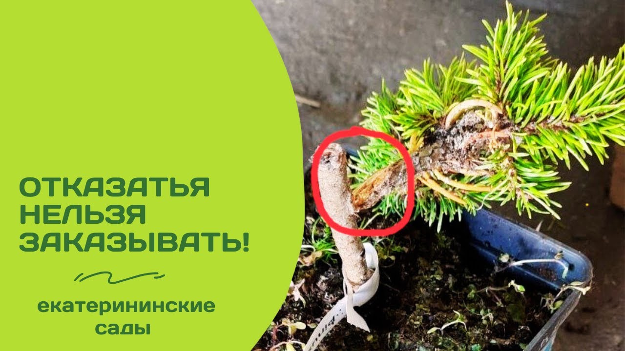 То, чего боится каждый садовод: повреждённый саженец в посылке