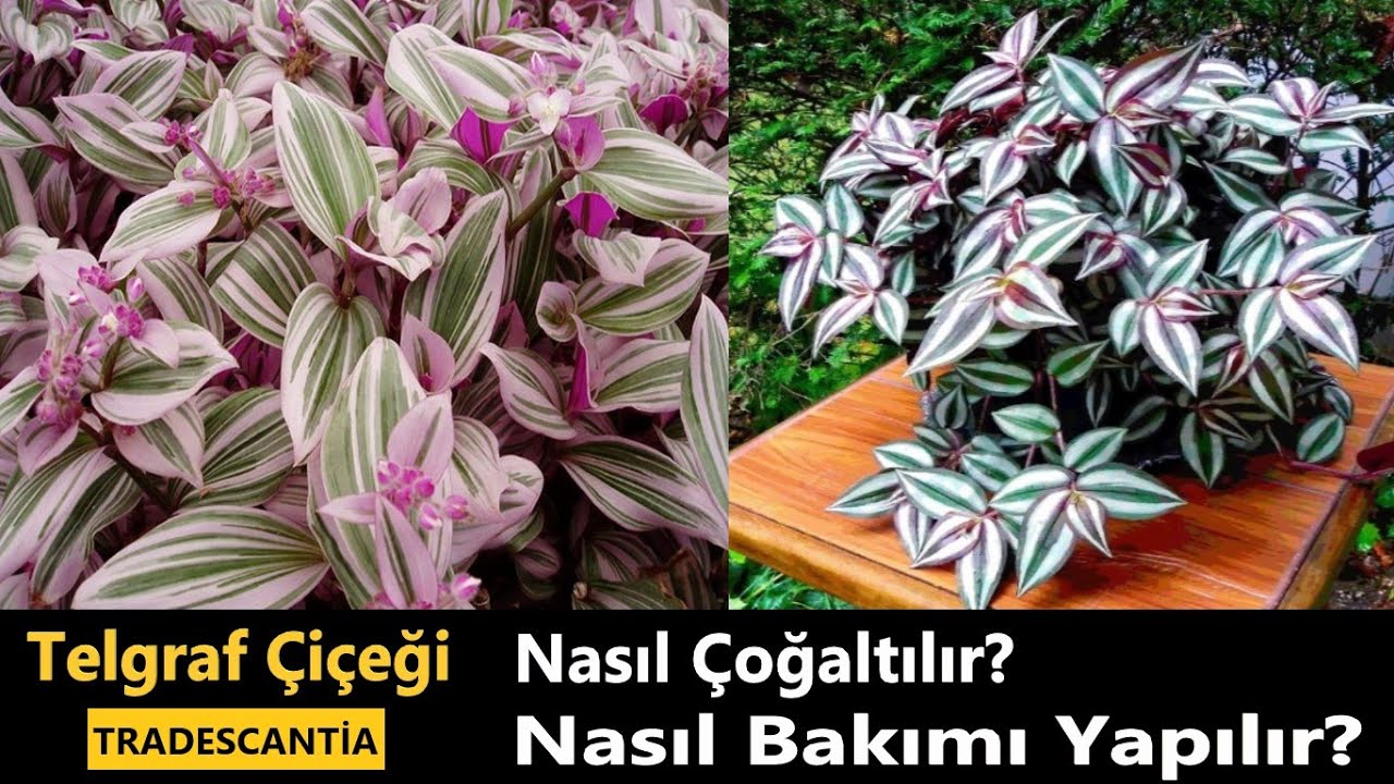 TELGRAF ÇİÇEĞİ KÖKLENDİRME ÇOĞALTMA - TRADESCANTİA Zebrina BAKIMI Çiçekleri Nasıl Açar Uğursuz mu
