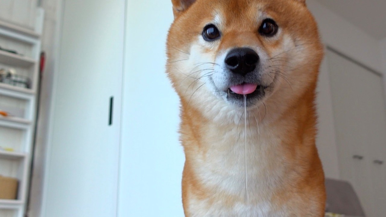 柴犬の沼、軽い気持ちで入ると危険です。