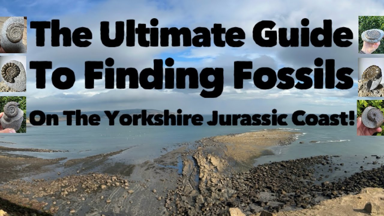 The Ultimate Guide To Finding Fossils On The Yorkshire Jurassic Coast 🌀🦕 